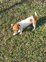 Jenny, a female Jack Russell Terrier for sale in Live Oak, FL – 5 of 5