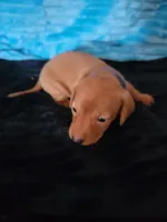 Seth, a male Dachshund for sale in Live Oak, FL – Photo 8 of 8