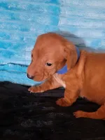 Seth, a male Dachshund for sale in Live Oak, FL – Photo 3 of 8