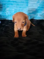 Seth, a male Dachshund for sale in Live Oak, FL – Photo 1 of 8