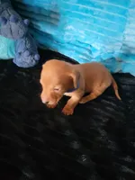 Seth, a male Dachshund for sale in Live Oak, FL – Photo 2 of 8