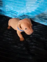 Seth, a male Dachshund for sale in Live Oak, FL – Photo 7 of 8