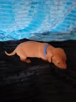 Seth, a male Dachshund for sale in Live Oak, FL – Photo 6 of 8