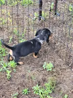 Frankie , a male Dachshund for sale in Live Oak, FL – 5 of 10