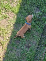 Mark, a male Dachshund for sale in Live Oak, FL – Photo 7 of 8
