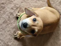 Mark, a male Dachshund for sale in Live Oak, FL – Photo 5 of 8