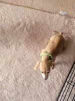 Mark, a male Dachshund for sale in Live Oak, FL – Photo 6 of 8