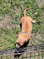 Mark, a male Dachshund for sale in Live Oak, FL – Photo 4 of 8