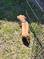 Mark, a male Dachshund for sale in Live Oak, FL – Photo 3 of 8