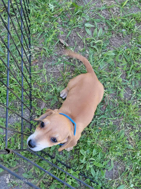 Mark – Dachshund puppy for sale in Live Oak, FL