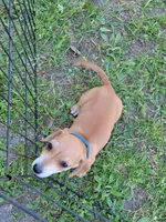 Mark, a male Dachshund for sale in Live Oak, FL – Photo 1 of 8
