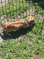 Mark, a male Dachshund for sale in Live Oak, FL – Photo 8 of 8