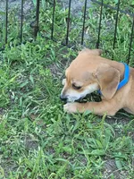 Mark, a male Dachshund for sale in Live Oak, FL – Photo 2 of 8