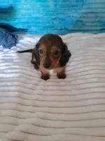 Davey, a male Miniature Dachshund for sale in Live Oak, FL – Photo 6 of 7