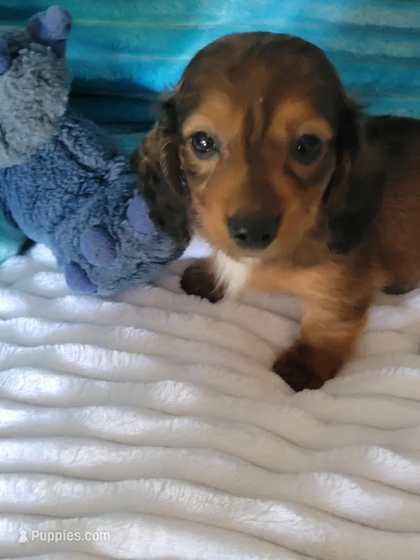 Davey – Miniature Dachshund puppy for sale in Live Oak, FL
