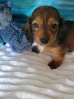 Davey, a male Miniature Dachshund for sale in Live Oak, FL – Photo 1 of 7