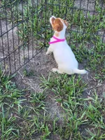 Jemma, a female Jack Russell Terrier for sale in Live Oak, FL – 4 of 8