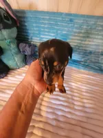 Frankie , a male Dachshund for sale in Live Oak, FL – Photo 2 of 7