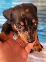 Frankie , a male Dachshund for sale in Live Oak, FL – Photo 1 of 7