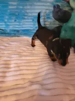 Frankie , a male Dachshund for sale in Live Oak, FL – Photo 7 of 7