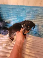 Frankie , a male Dachshund for sale in Live Oak, FL – Photo 3 of 7