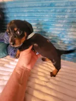 Frankie , a male Dachshund for sale in Live Oak, FL – Photo 4 of 7