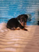 Frankie , a male Dachshund for sale in Live Oak, FL – Photo 6 of 7