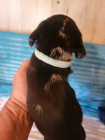 Frankie , a male Dachshund for sale in Live Oak, FL – Photo 5 of 7