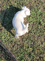 Jack, a male Jack Russell Terrier for sale in Live Oak, FL – 8 of 8