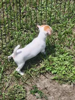 Rikki, a female Jack Russell Terrier for sale in Live Oak, FL – 7 of 7