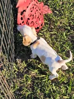 Niko, a male Miniature Dachshund for sale in Live Oak, FL – 7 of 7