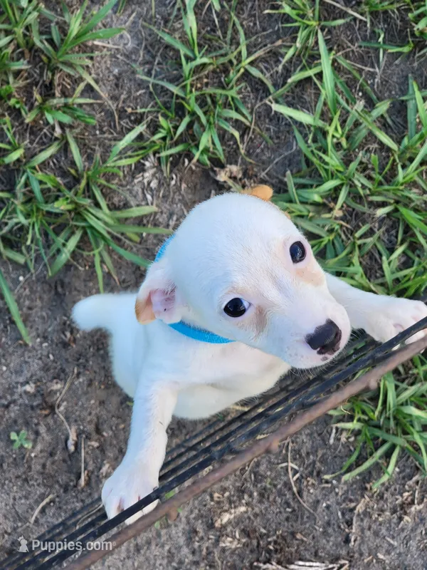 Hank – Jack Russell Terrier puppy for sale in Live Oak, FL
