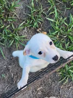 Hank, a male Jack Russell Terrier for sale in Live Oak, FL – 1 of 8