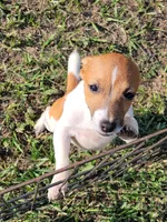 Jace, a male Jack Russell Terrier for sale in Live Oak, FL – 1 of 8