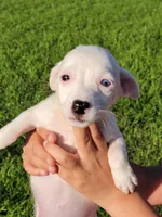 Reba, a female Jack Russell Terrier for sale in Live Oak, FL – 7 of 8