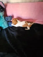 Jenny, a female Dachshund for sale in Live Oak, FL – Photo 2 of 4