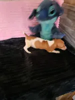 Jenny, a female Dachshund for sale in Live Oak, FL – Photo 4 of 4