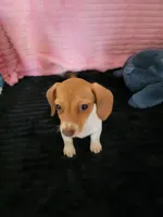 Jenny, a female Dachshund for sale in Live Oak, FL – Photo 1 of 4