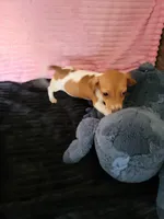 Jenny, a female Dachshund for sale in Live Oak, FL – Photo 3 of 4