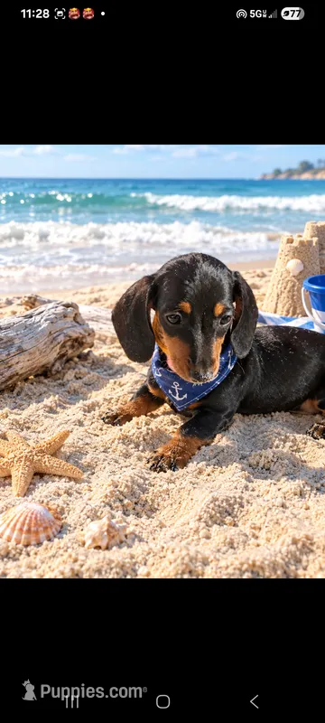 Sunflower  – Miniature Dachshund puppy for sale in Live Oak, FL