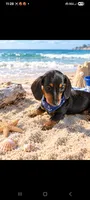 Sunflower , a female Miniature Dachshund for sale in Live Oak, FL – 1 of 9