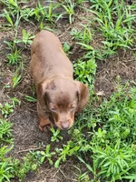 Rosalie, a female Dachshund for sale in Live Oak, FL – 2 of 10