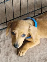 Mikey, a male Dachshund for sale in Live Oak, FL – Photo 8 of 9