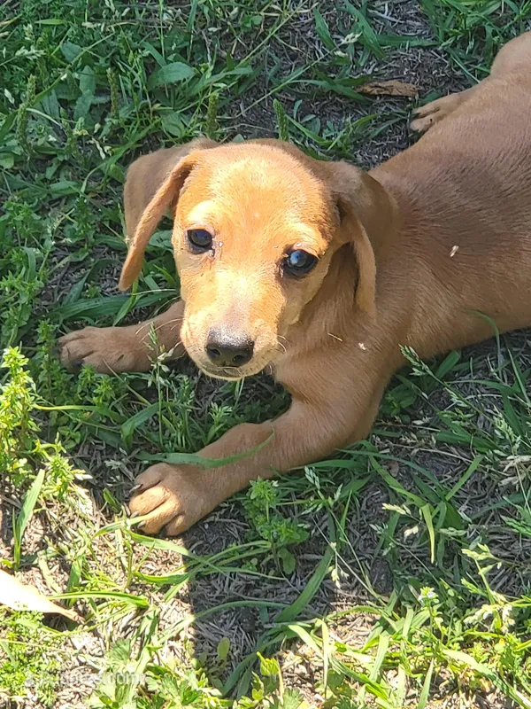 Mikey – Dachshund puppy for sale in Live Oak, FL