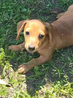 Mikey, a male Dachshund for sale in Live Oak, FL – Photo 1 of 9