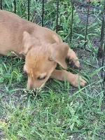 Mikey, a male Dachshund for sale in Live Oak, FL – Photo 2 of 9