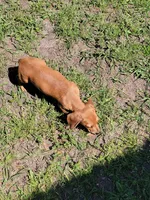 Mikey, a male Dachshund for sale in Live Oak, FL – Photo 6 of 9