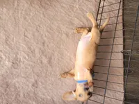 Mikey, a male Dachshund for sale in Live Oak, FL – Photo 9 of 9