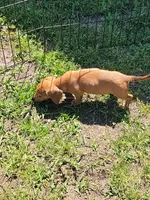 Mikey, a male Dachshund for sale in Live Oak, FL – Photo 3 of 9