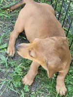 Mikey, a male Dachshund for sale in Live Oak, FL – Photo 7 of 9